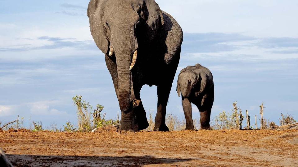 Wildlife in Botswana