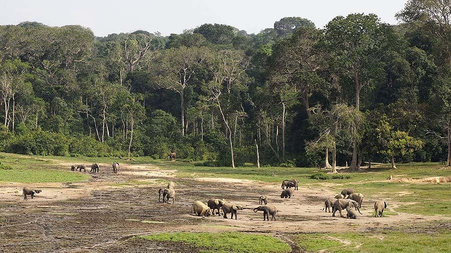 Dzanga Sangha 